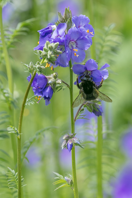 Tintern June 2018 (011)